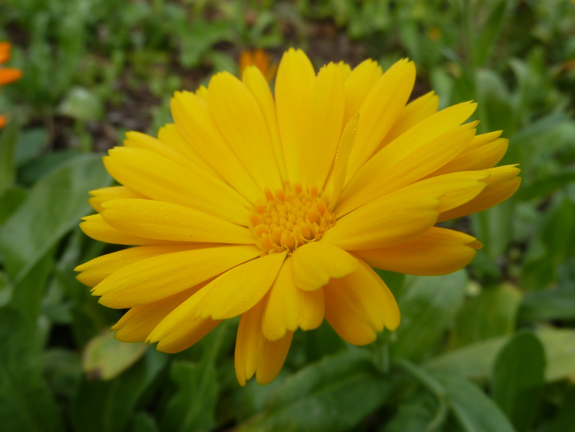 Eine gelbe Blume