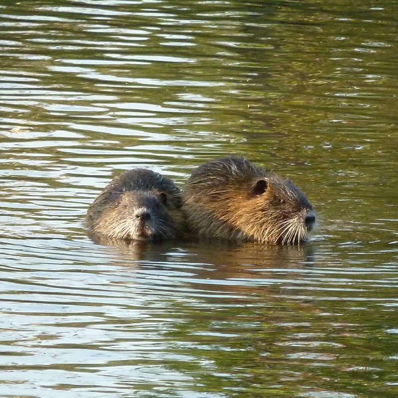 Zwei Nutria im Wasser